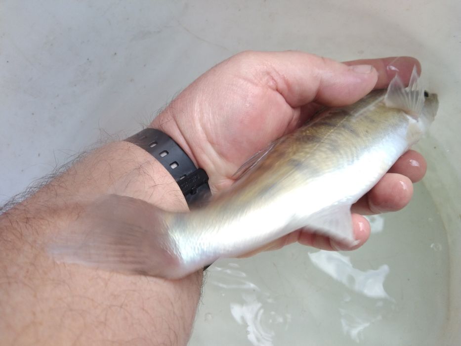 Lin karp koi butterfly karaś ozdobny sandacz