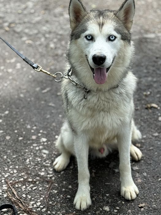 Хаскі кобель 1,5 років