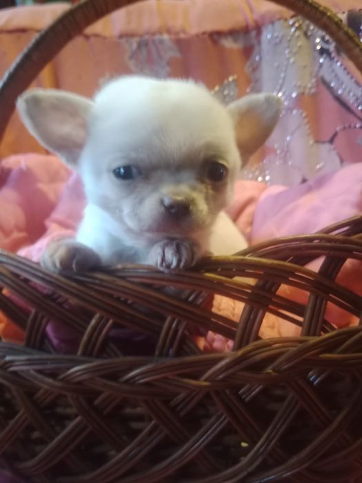 міні чіхуахуа хлопчік