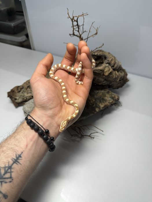 Wąż zbożowy samica butter