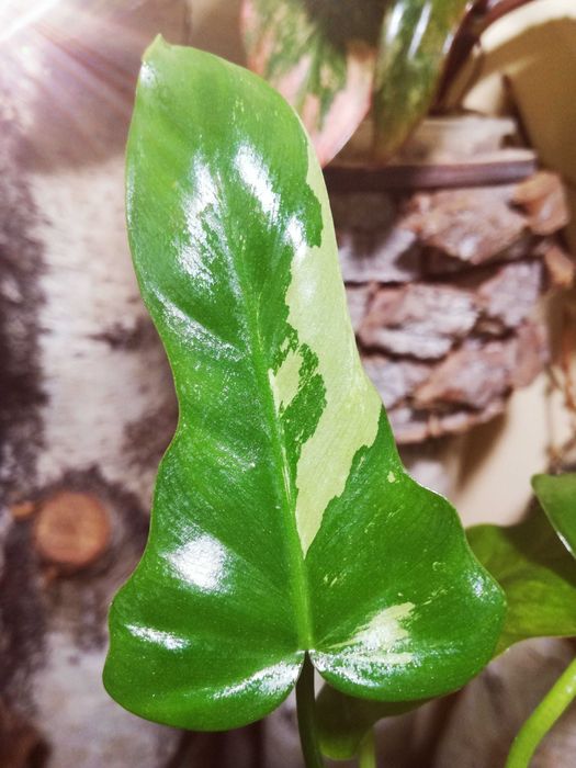 Philodendron Gold Dragon Variegata UNIKAT monstera SUPER CENA! Łodyżka