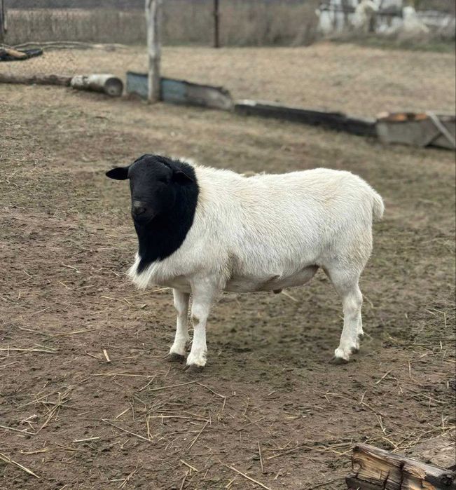 Чистокровний Дорпер, кроси. Барани, ярки, вівці. На росплід, на м'ясо.