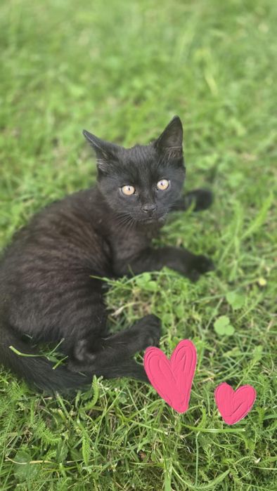 Trójkolorowa koteczka szuka domu