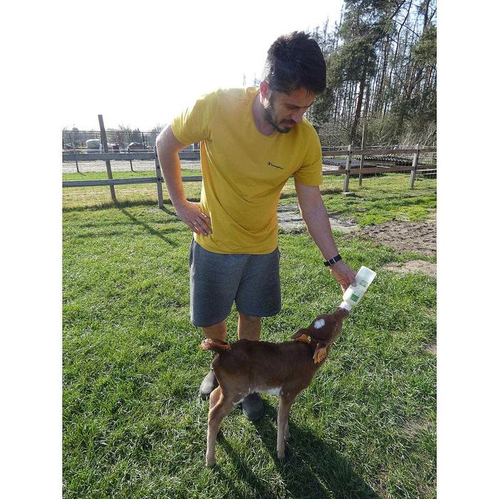 Stojak + butelki 5 szt do karmienia jagniąt Anti-Vac