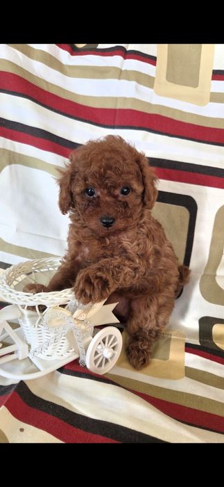 Девочка той пудель