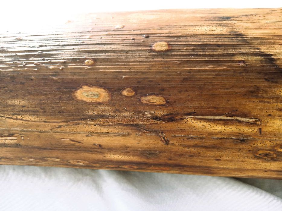 Didgeridoo inspirador á sua espera.