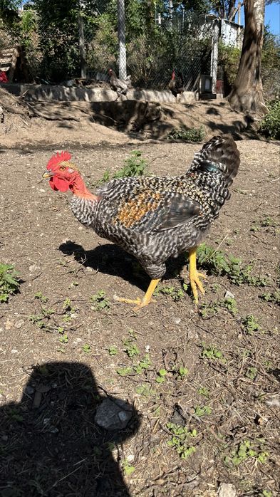 Vendo Galo para consumo