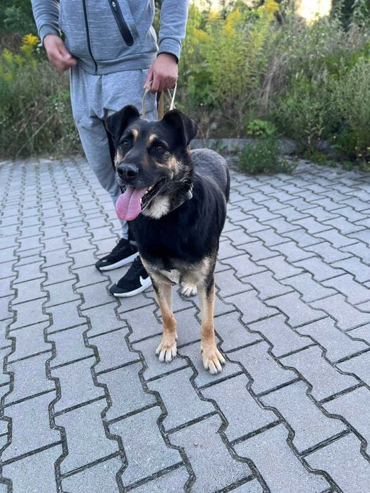Anioł na czterech łapach,  Borysek - 2,5 roku