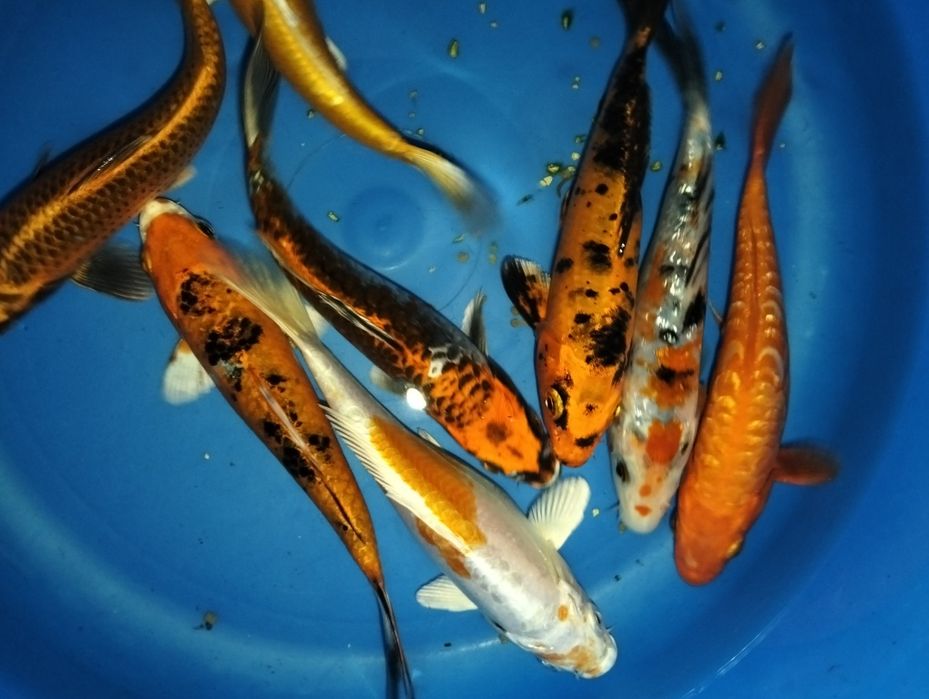 Carpa koi seleção 15 a 16cm