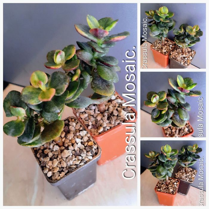 Вариегатные крассулы толстянки денежные деревья суккуленты.