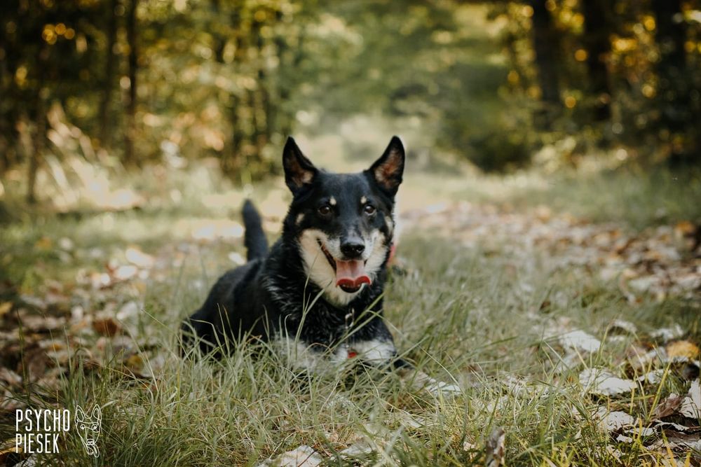 Zwykły/Niezwykły kundelek szuka domu!