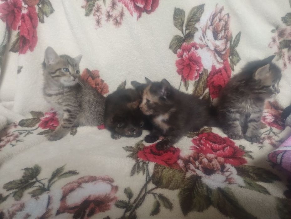 Віддам котят в добрі руки