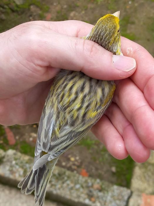 Canarios Ágata onix amarelo intenso/nevado de 2024 boa qualidade