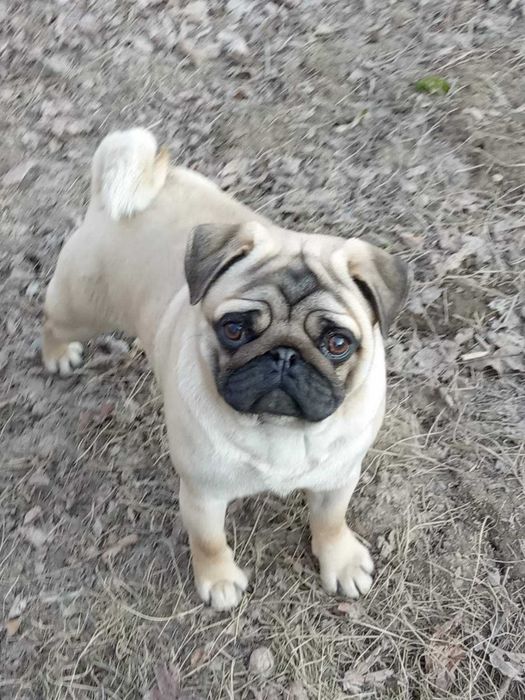 Мопс бежевий для вяз"ки