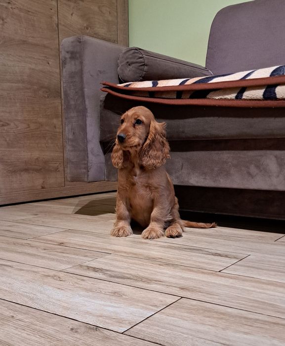 cocker spaniel angielski Suczka