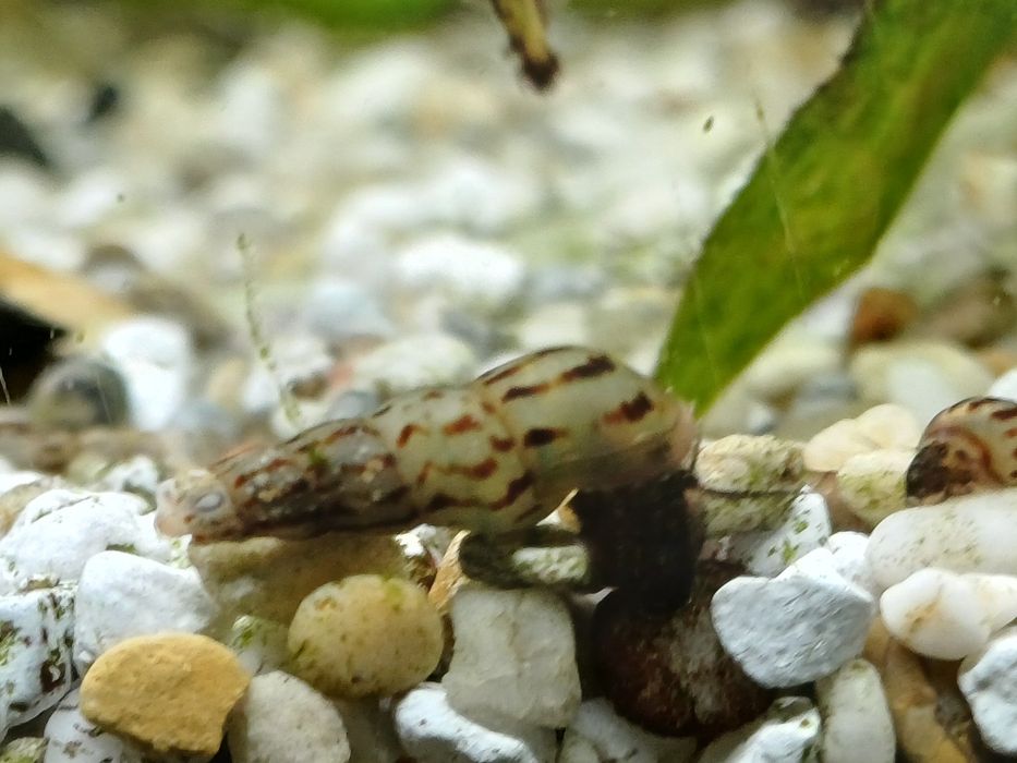 Ślimaczki świderki