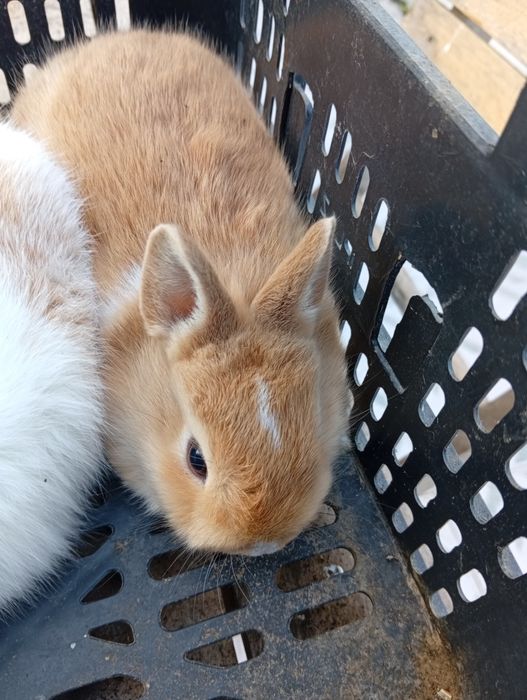 Coelhos anões lindos