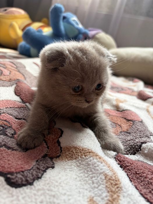 Британське кошеня