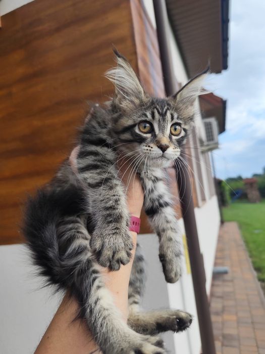Kotka Maine Coon