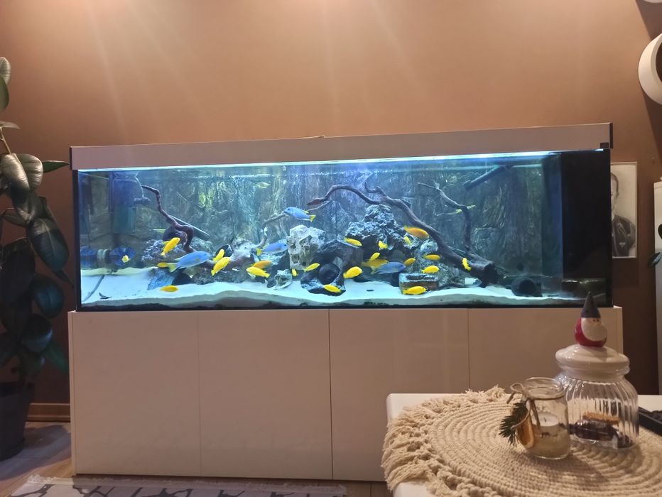 Sprzedam samce pyszczaki yellow