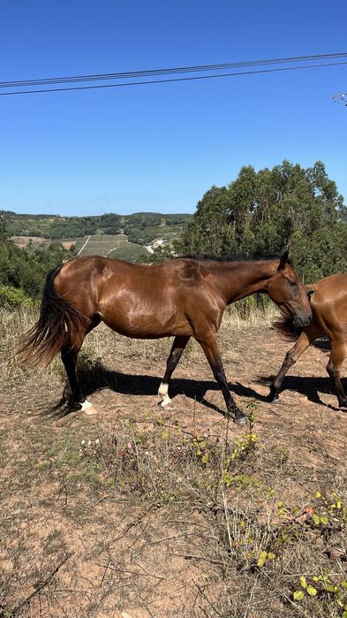 Egua puro sangue lusitano 4 anos