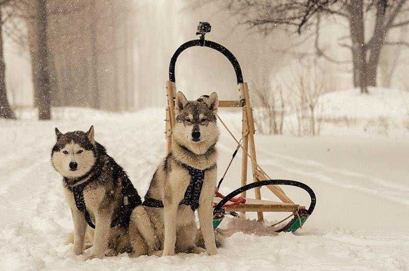 Нарты для собачьих упряжек