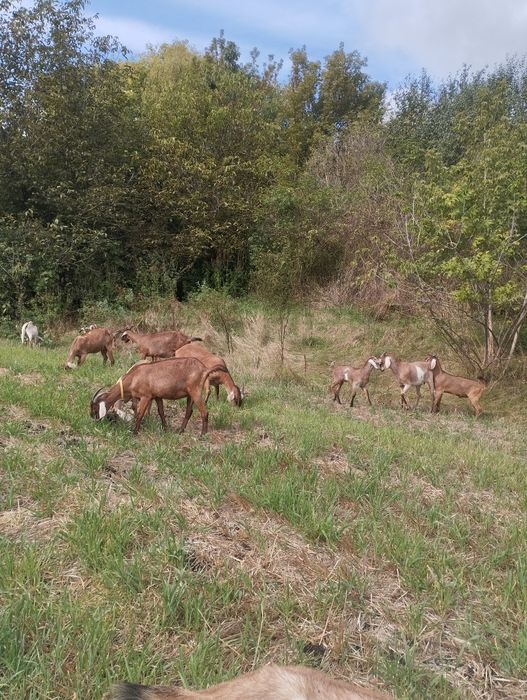 Продам кози або обміняю