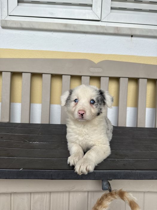 Border collie Merle com olhos azuis Macho