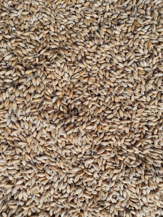 Pszenżyto ozime sprzedam