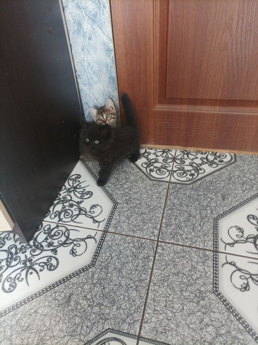 Кошенята 1,5місяці є хлопчики і дівчатка.