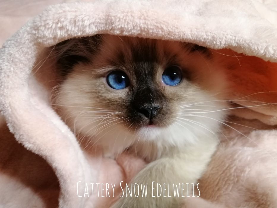 #Котёнок породы РЭГДОЛЛ/RAGDOLL. Документы WCF