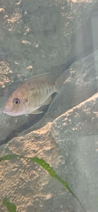 Para  Benga Sunshine Peacock Aulonocara Baenschi Benga