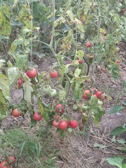 Świeże pomidory na sprzedaż
