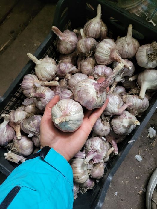 Часник москаль любаша