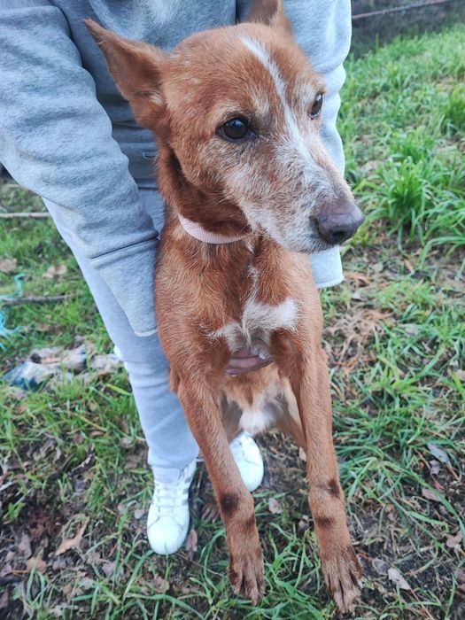 Caozinho com 5 aninhos para adopção