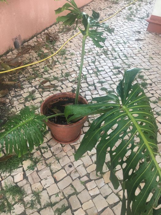 Plantas de jardim diversas