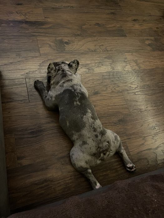 В’язка французського бульдога