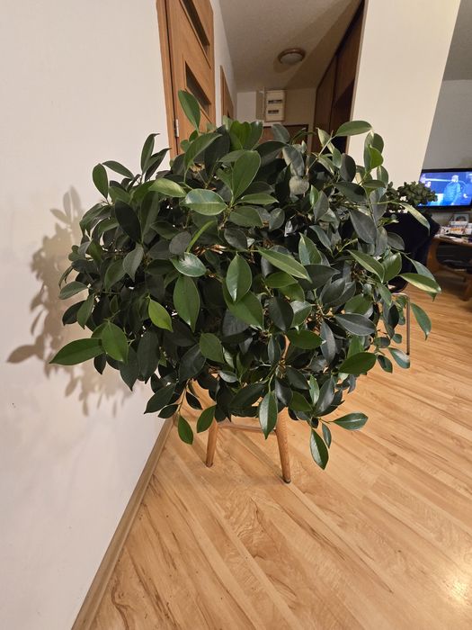 Drzewko Bonsai Fikus