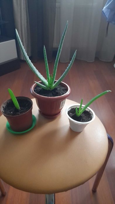 Алое Вера ростки