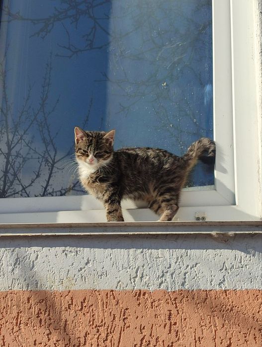 Віддам кошеня в добрі руки!