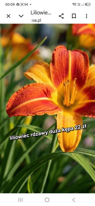 Liliowce ogrodowe 2 rodzajeł