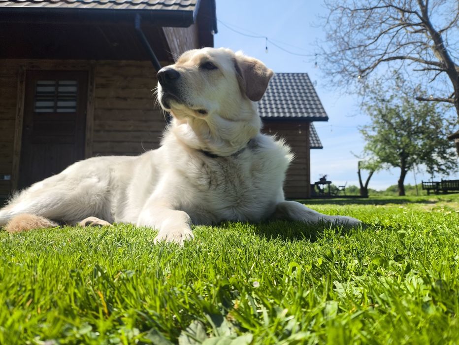 Domki i pokoje do wynajęcia