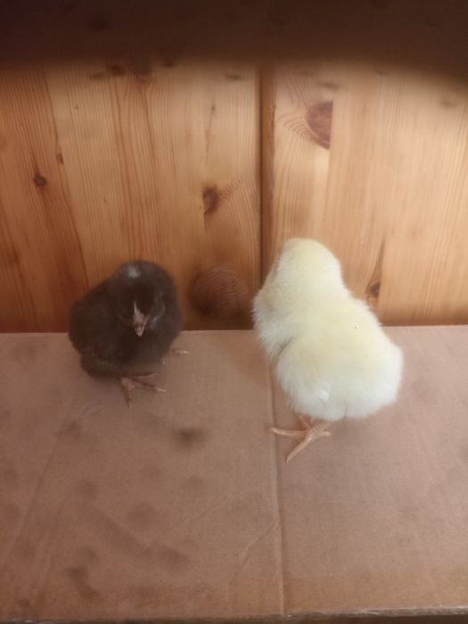 Kurczęta pisklaki kurczaki