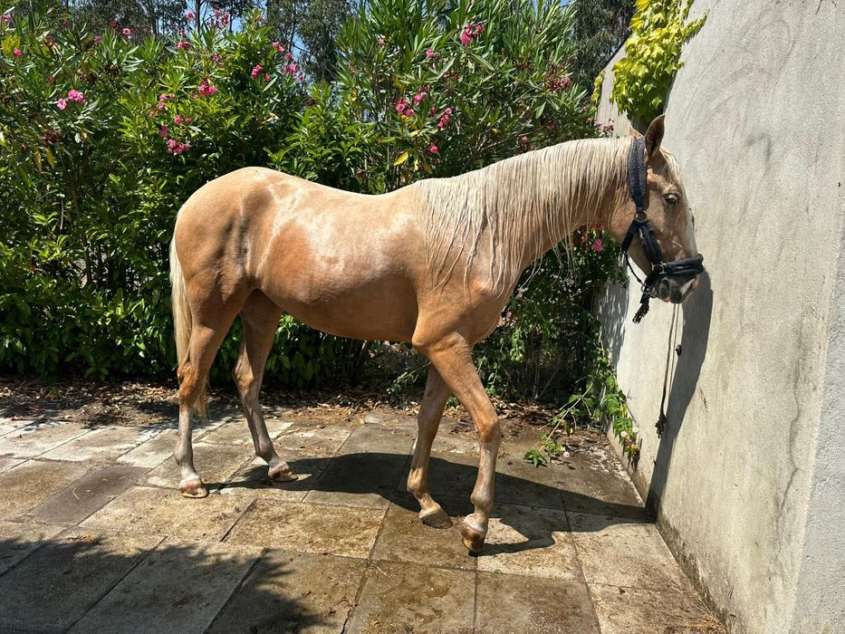 Égua palomina gestante 2 /3anos meiguinha