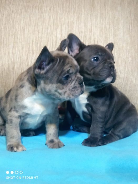 Мальчики и девочки французы.