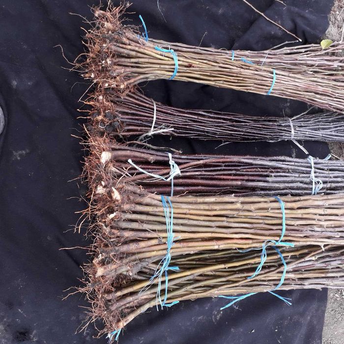 Подвой (підщепа)