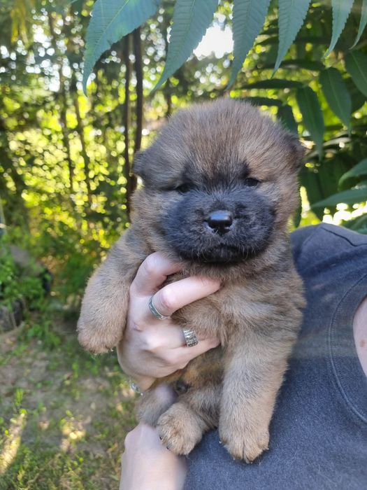 Chow Chow Słodki Miś