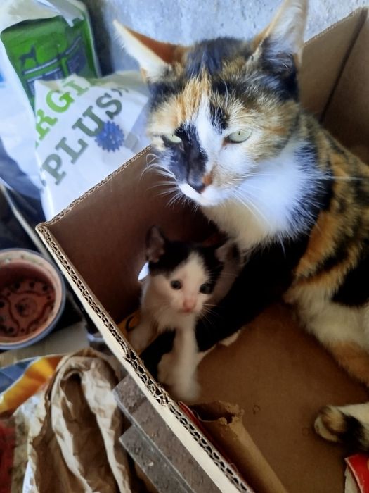 Ofereço gatinho pequeno
