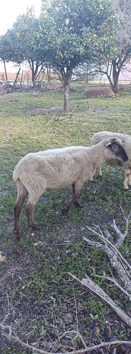 Vendo estas 3 ovelhas