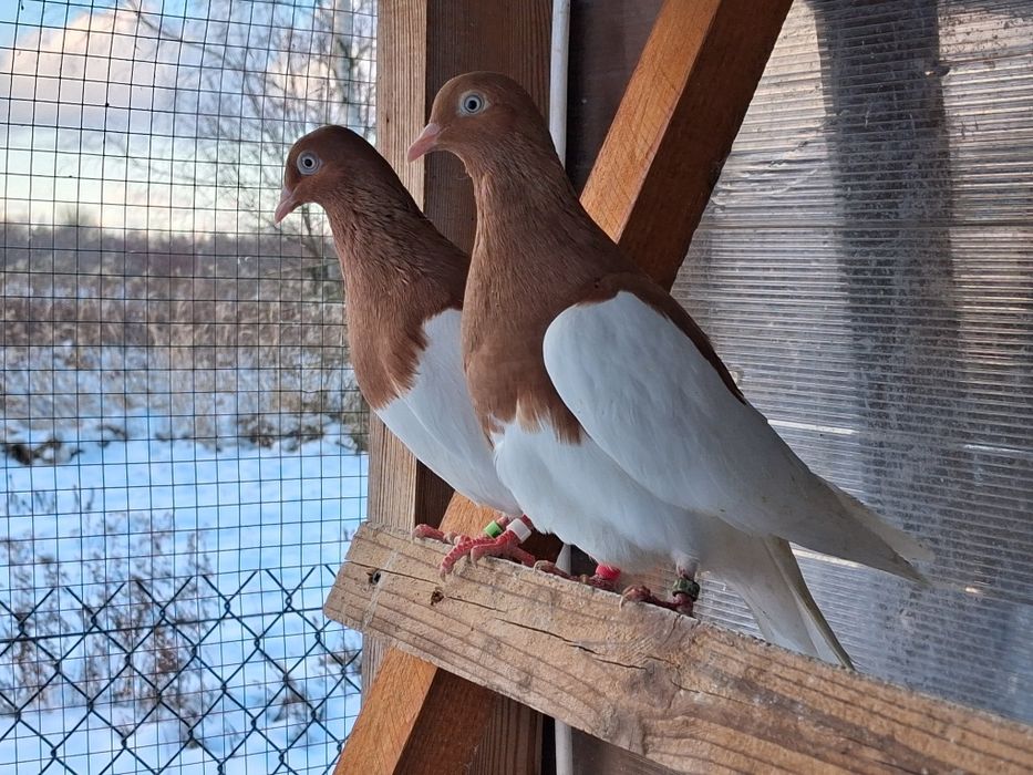 Kasztany,  żółte, para